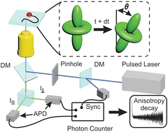 Graphical abstract: Fluorescence anisotropy: from single molecules to live cells