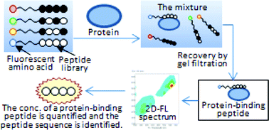 Graphical abstract: A novel method for screening peptides that bind to proteins by using multiple fluorescent amino acids as fluorescent tags