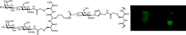 Graphical abstract: Exploring neoglycoprotein assembly through native chemical ligation using neoglycopeptide thioesters prepared via N→S acyl transfer