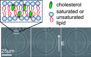 Graphical abstract: Effect of cholesterol on the rigidity of saturated and unsaturated membranes: fluctuation and electrodeformation analysis of giant vesicles