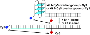 Graphical abstract: Ensemble and single molecule FRET analysis of the structure and unfolding kinetics of the c-kit promoter quadruplexes