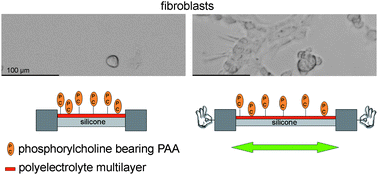 Graphical abstract: Anti-fouling phosphorylcholine bearing polyelectrolyte multilayers: Cell adhesion resistance at rest and under stretching