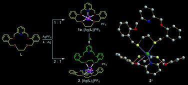 Graphical abstract: Endo- and/or exocyclic silver(i) and mercury(ii) complexes of an NO2S2-macrocycle: effect of ligand ratio and anion