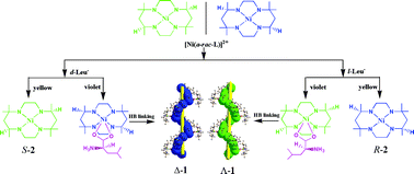 Graphical abstract: Chiral resolution of a racemic macrocyclic complex by recognition of one enantiomer over the other: structures and DFT calculations