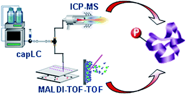 Graphical abstract: Hyphenation of capillary-LC with ICP-MS and parallel on-line micro fraction collection for MALDI-TOF-TOF analysis—complementary tools for protein phosphorylation analysis