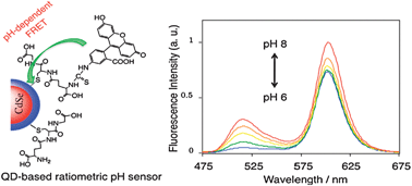 Graphical abstract: A quantum dot-based ratiometric pH sensor