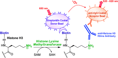 Graphical abstract: A chemiluminescence-based method for identification of histone lysine methyltransferase inhibitors