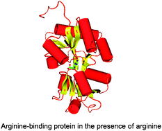 Graphical abstract: Amino acid transport in thermophiles: characterization of an arginine-binding protein in Thermotoga maritima. 2. Molecular organization and structural stability