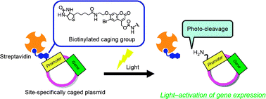 Graphical abstract: Light-activated gene expression from site-specific caged DNA with a biotinylated photolabile protection group