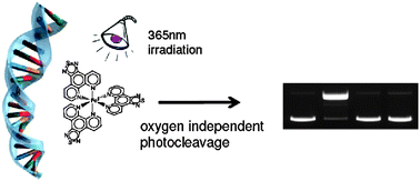 Graphical abstract: Oxygen-independent photonuclease activity of a new iron(ii) complex