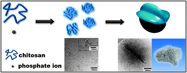 Graphical abstract: Cryogenic electron tomography reveals the template effect of chitosan in biomimetic silicification