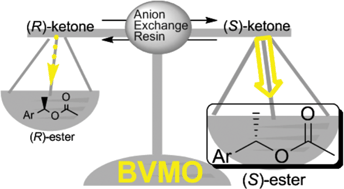 Graphical abstract: BVMO-catalysed dynamic kinetic resolution of racemic benzyl ketones in the presence of anion exchange resins