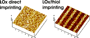 Graphical abstract: One-step covalent microcontact printing approach to produce patterns of lactate oxidase