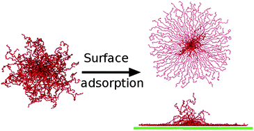 Graphical abstract: Adsorption of star polymers: computer simulations