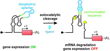 Graphical abstract: A ligand-dependent hammerhead ribozyme switch for controlling mammalian gene expression