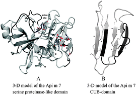 Graphical abstract: Three-dimensional model of the honeybee venom allergen Api m 7: structural and functional insights