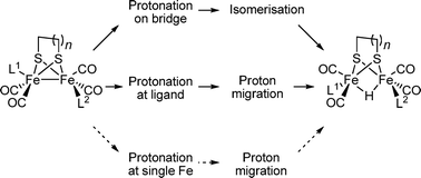 Graphical abstract: Mechanistic aspects of the protonation of [FeFe]-hydrogenase subsite analogues