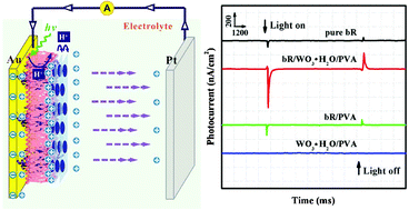 Graphical abstract: Enhancement of photoelectric response of bacteriorhodopsin by multilayered WO3·H2O nanocrystals/PVA membrane