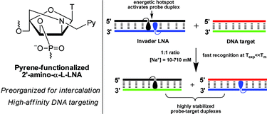 Graphical abstract: Invader LNA: Efficient targeting of short double stranded DNA