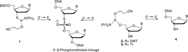 Graphical abstract: Reverse-direction (5′→3′) synthesis of oligonucleotides containing a 3′-S-phosphorothiolate linkage and 3′-terminal 3′-thionucleosides