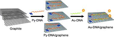 Graphical abstract: DNA mediated water-dispersible graphene fabrication and gold nanoparticle-graphene hybrid