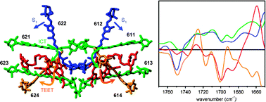 Graphical abstract: Identification of excited-state energy transfer and relaxation pathways in the peridinin–chlorophyll complex: an ultrafast mid-infrared study