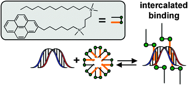 Graphical abstract: Thermodynamic investigation of the binding of dissymmetric pyrenyl-gemini surfactants to DNA