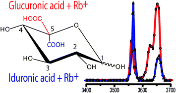 Graphical abstract: Vibrational signatures of metal-chelated monosaccharide epimers: gas-phase infrared spectroscopy of Rb+-tagged glucuronic and iduronic acid
