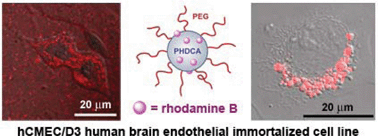 Graphical abstract: Design of fluorescently tagged poly(alkyl cyanoacrylate) nanoparticles for human brain endothelial cell imaging
