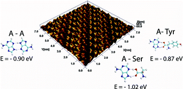 Graphical abstract: Two-dimensional network stability of nucleobases and amino acids on graphite under ambient conditions: adenine, l-serine and l-tyrosine