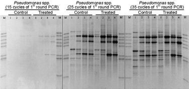 Graphical abstract: Nested PCR bias: a case study of Pseudomonas spp. in soil microcosms