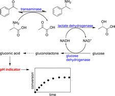 Graphical abstract: Micro-scale process development of transaminase catalysed reactions