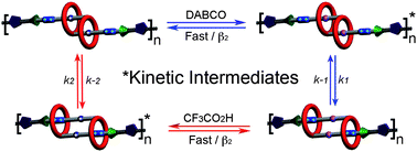 Graphical abstract: On the thermodynamic and kinetic investigations of a [c2]daisy chain polymer