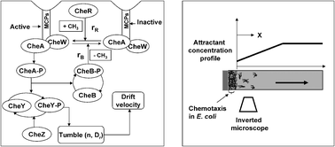 Graphical abstract: Mathematical modeling and experimental validation of chemotaxis under controlled gradients of methyl-aspartate in Escherichia coli