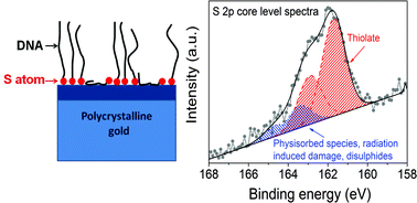 Graphical abstract: Influence of the linker type on the Au–S binding properties of thiol and disulfide-modified DNA self-assembly on polycrystalline gold