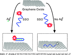 Graphical abstract: A graphene-based fluorescent nanoprobe for silver(i) ions detection by using graphene oxide and a silver-specific oligonucleotide