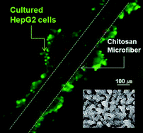 Graphical abstract: Microfluidic synthesis of pure chitosan microfibers for bio-artificial liver chip