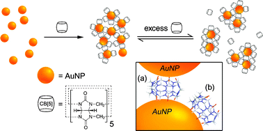 Graphical abstract: Formation of dynamic aggregates in water by cucurbit[5]uril capped with gold nanoparticles