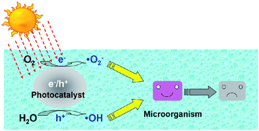 Graphical abstract: Inorganic materials for photocatalytic water disinfection