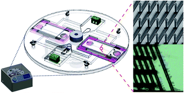 Graphical abstract: The integration of 3D carbon-electrode dielectrophoresis on a CD-like centrifugal microfluidic platform