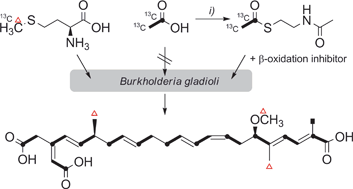 Graphical abstract: Biosynthesis of the mitochondrial adenine nucleotide translocase (ATPase) inhibitor bongkrekic acid in Burkholderia gladioli