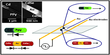 Graphical abstract: Propulsion of nanowire diodes