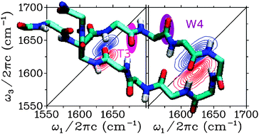 Graphical abstract: Structural classification of the amide I sites of a β-hairpin with isotope label 2DIR spectroscopy
