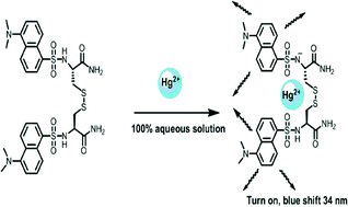 Graphical abstract: A highly sensitive and selective detection of Hg(ii) in 100% aqueous solution with fluorescent labeled dimerized Cys residues