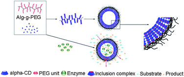 Graphical abstract: Self-assembly hollow nanosphere for enzyme encapsulation