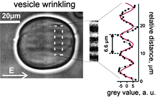 Graphical abstract: Wrinkling and electroporation of giant vesicles in the gel phase