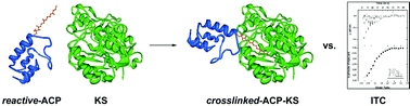 Graphical abstract: Mechanism-based crosslinking as a gauge for functional interaction of modular synthases