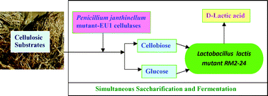 Graphical abstract: d-(−)-Lactic acid production from cellobiose and cellulose by Lactobacillus lactis mutant RM2-24