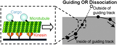 Graphical abstract: In silico design and testing of guiding tracks for molecular shuttles powered by kinesin motors