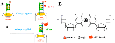 Graphical abstract: A highly sensitive and selective “signal-on” electrochemiluminescent biosensor for mercury
